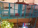 Lovely Bird Cages