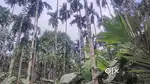 ಕೃಷಿ ಜಾಗ ಮಾರಾಟಕ್ಕಿದೆ.