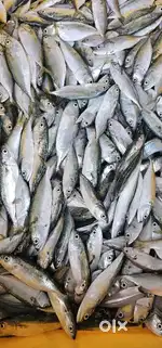 Fish coting ladies
