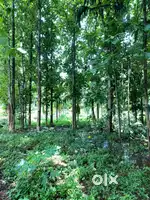 Acrecanut farm for sale