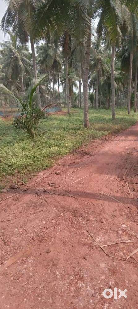 5 Acres Aqua culture land & 6 Acres agriculture coconut Land