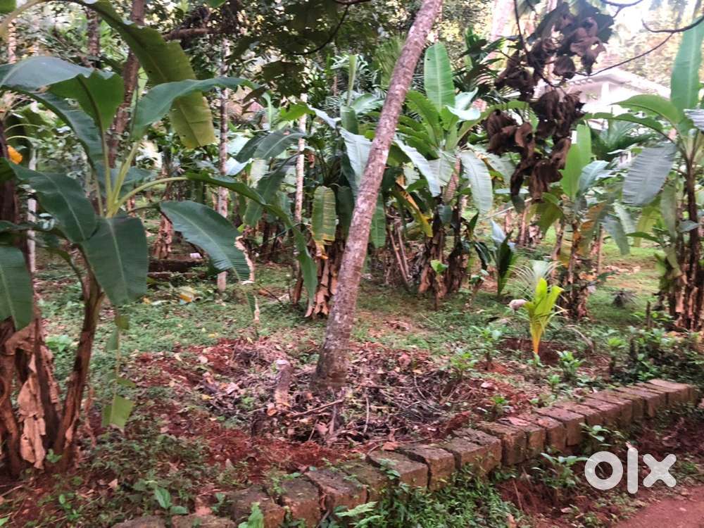 20 cent plot for sale in kunummal kandothumchal