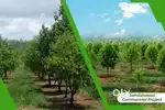 Per Sqft Rs-187  Each plot size 1600 sqft . SANDAL WOOD FARM 35 ACRES