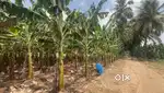 Farm Land For Sale