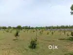 Farm House plot nearby DRDO PROJECT TIRUPATI