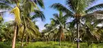 Agriculture  Land for sale Kasaragod