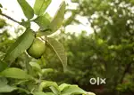 Plots for sale in Guava Garden a Fully Managed Estate not far from BLR