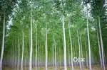 Agricultural land for sale in village Dhelpur(Mohali)