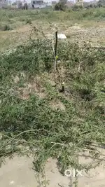 Plot at good location and reasonable price