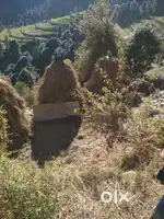 Beautiful Plot, Mashobra, Shimla,10.5 Biswa, full day Sunny