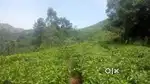 Vagamon Tea View 280 Cent 180 Cent L A pattayam with 4 Room Resort
