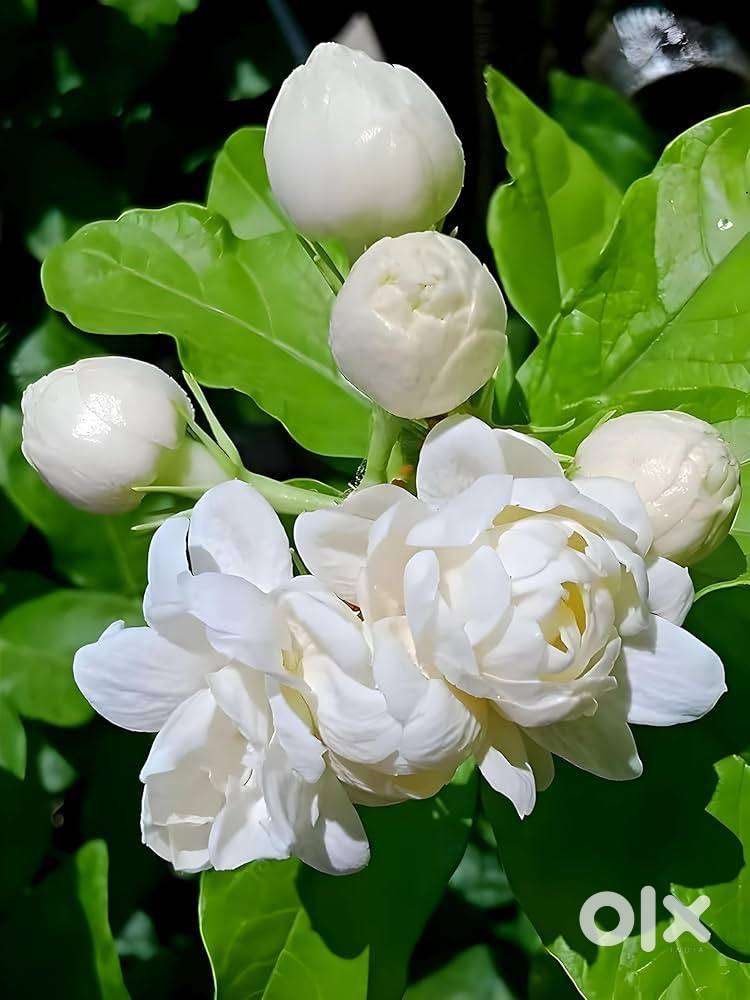 തൃശൂർ അരിമ്പുർ കൈപ്പള്ളിയിൽ ആയയെ ആവശ്യം ഉണ്ട്