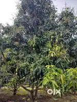 Land for sell in Allahabad