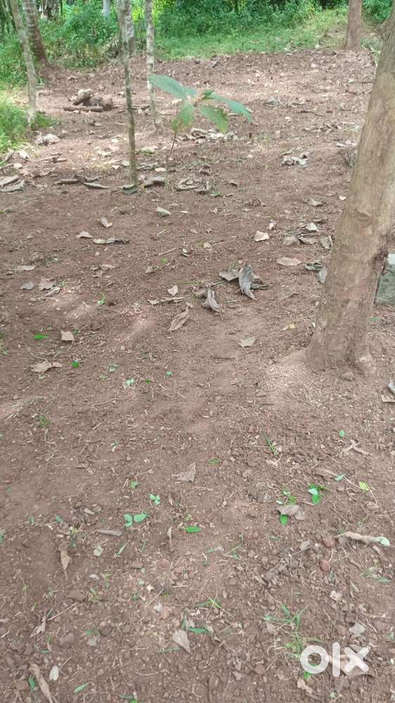 10 cent land for Sale/Rent. Fully and plot wise also available