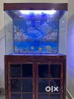 Imported Big Fish tank for sale