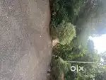 Ground floor 1200 + 1600 for car parking . Muvattupuzha 7 kms