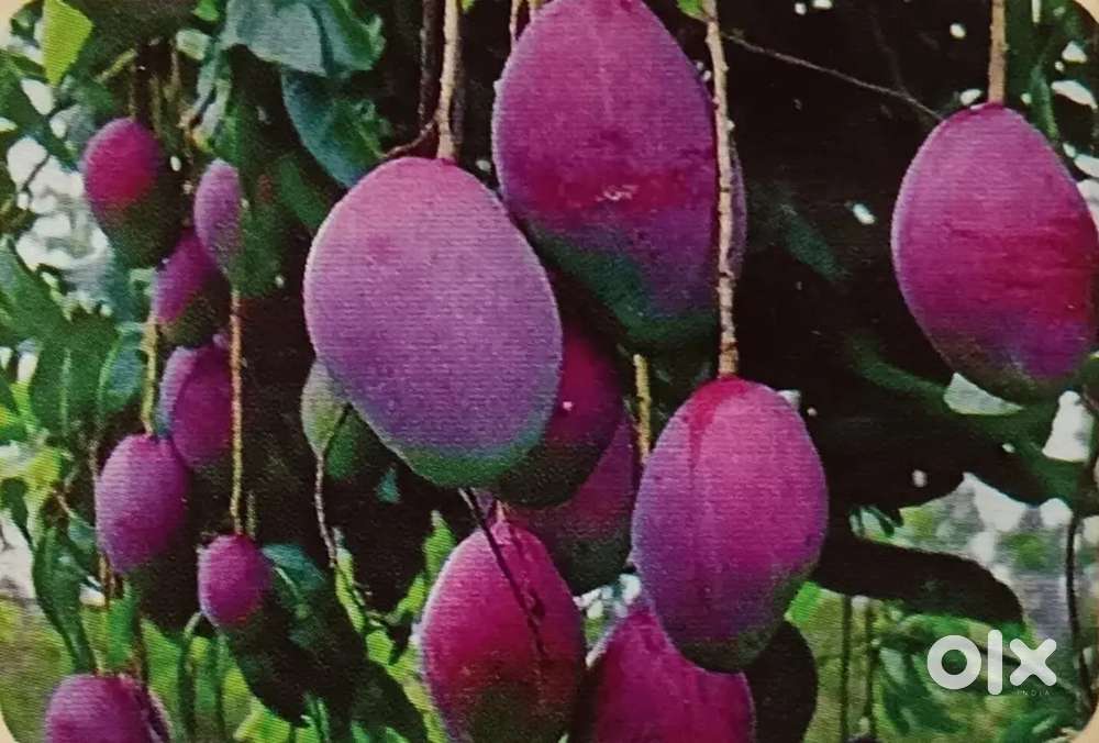 Affordable Farm Plots + Plantation Income – Best for NRIs & Investors