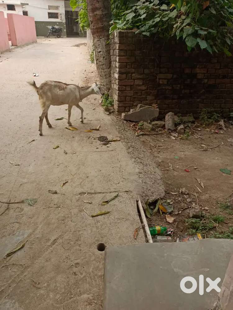 1katha jameen sales Mahrajganj near masjid