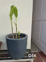 Plant for sale one cly pot 12 inch 290 fiber17inch pot with plant  590