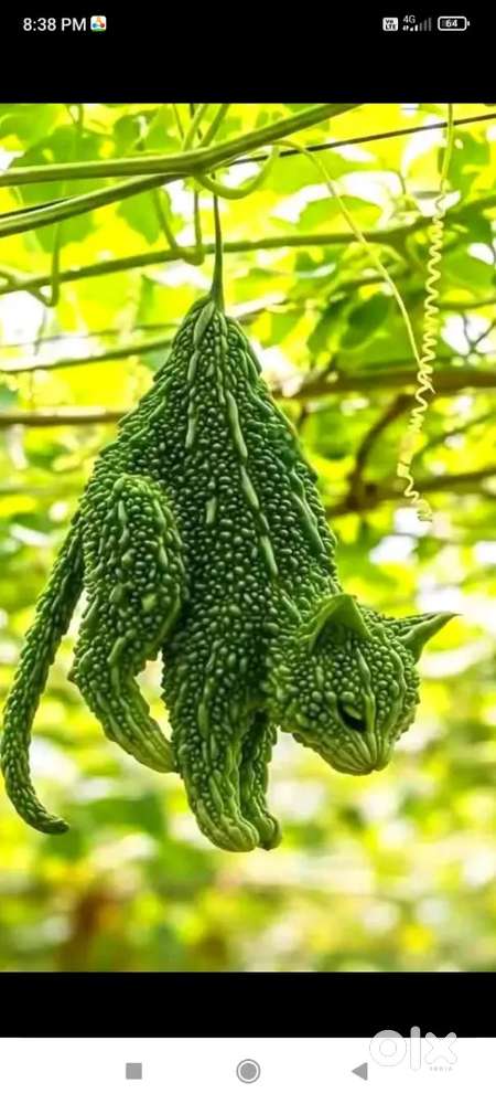 जनरल्स लिया िस मेने