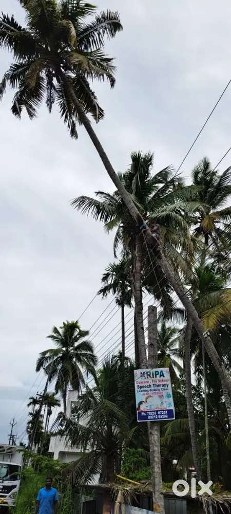 Near sankaramangam 300mtr east, chavara, kollam, pwd road frontage