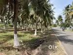 River , main road base 80 cent coconut farm