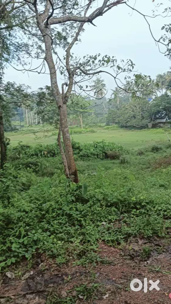 House plot 21 cent edapally pathadipalam changampuzha nagar  near