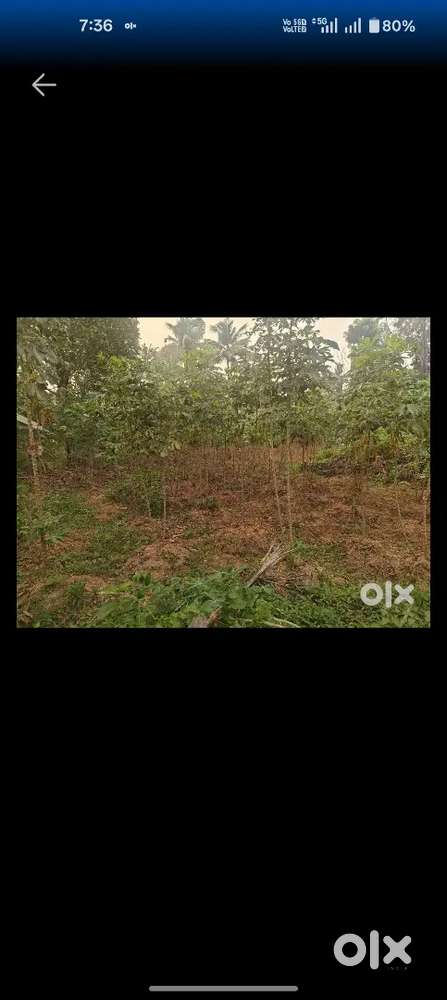 4-acre land near Shalom School, Vengola sale – ₹2 lakh/cent.