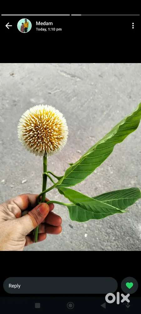 I don't  no but i lid job