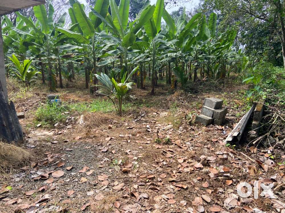 KOTTAYAM.    Kidangoor