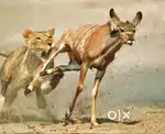 Satna rewa mekoi bhi kam me  ladko ki jarurat ho to sampark kare