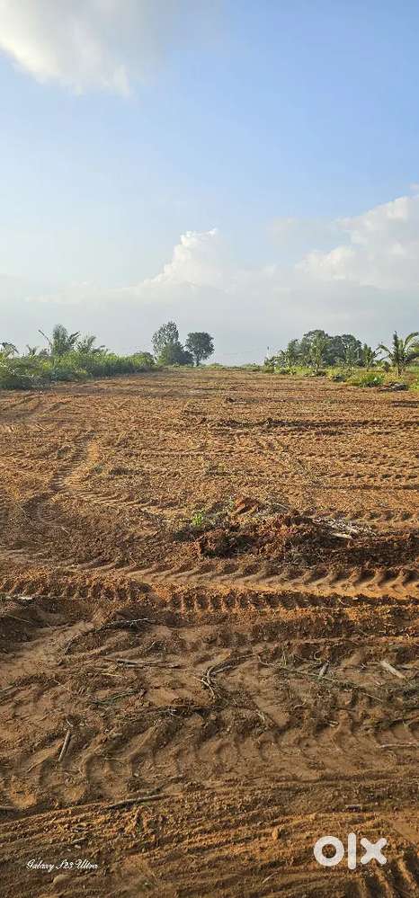 1 hector land for sale