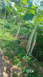 19 cent land for sale