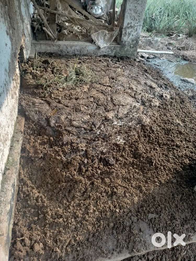 Cow dung ,cow dung