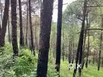 5 BIGHA  i.e. 100 BISWA LAND FOR SALE
