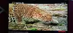 Sony Bravia (42 inch)