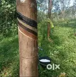 ruber tapping working vecancy