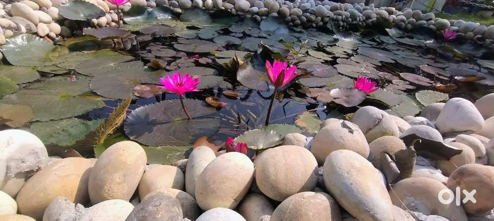 hamko arjent jarurat hai