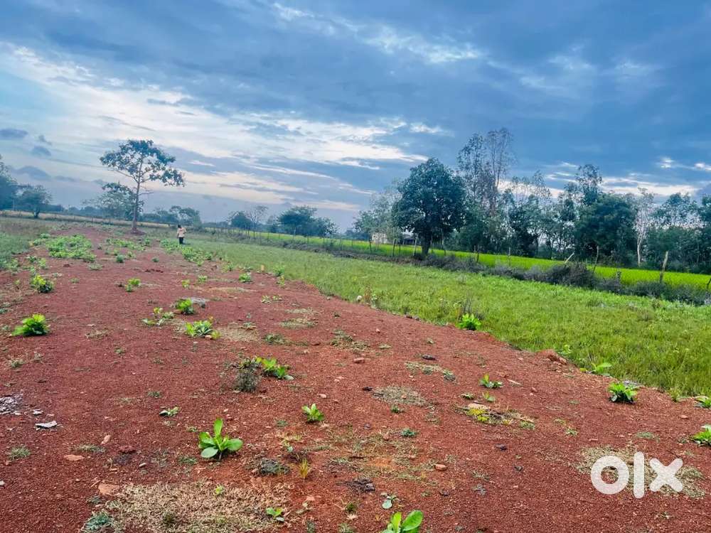 अमलेश्वर मगरघटा में डामर रोड से लगा प्लॉट 599 ₹ प्रति वर्ग फुट