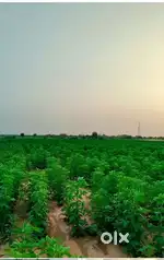 जैसलमेर फतेह गढ मे मिठे पानी कि जमिन बिकाऊ मुरडिया रोड टच है