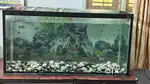 Premium Aquarium Setup with Air Filter – 38”x18”