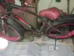 Fox star cycle