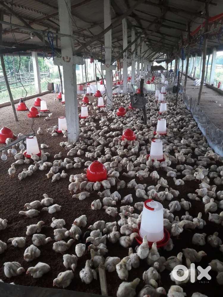 Need worker to handle my Poultary hen farm