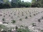खेती करने वाला जमीन
