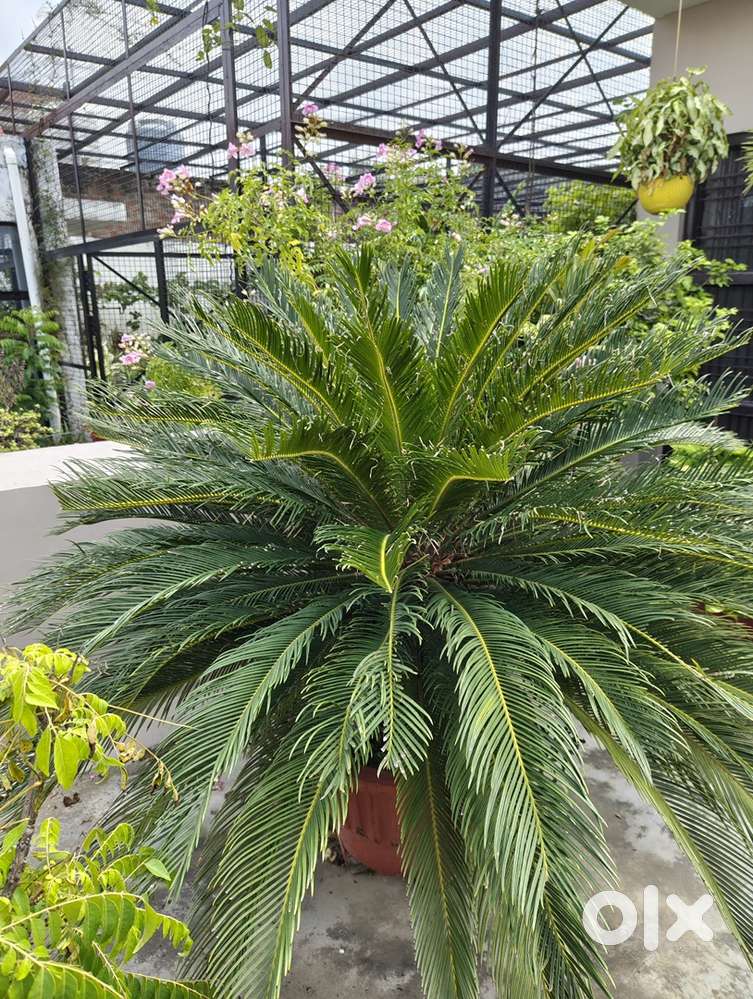 Cycus plant