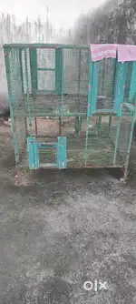Birds cage
