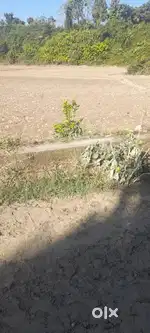 8.6 Bigha Land For Sale In Dhoom Nagar