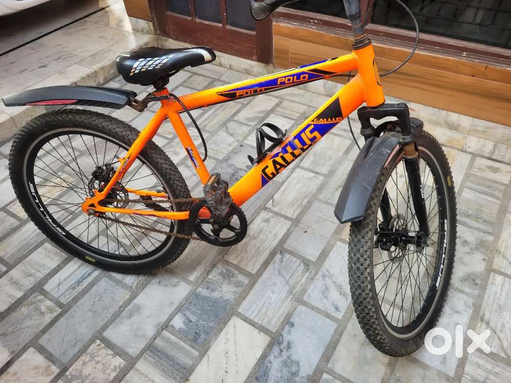 Polo gallus cycle