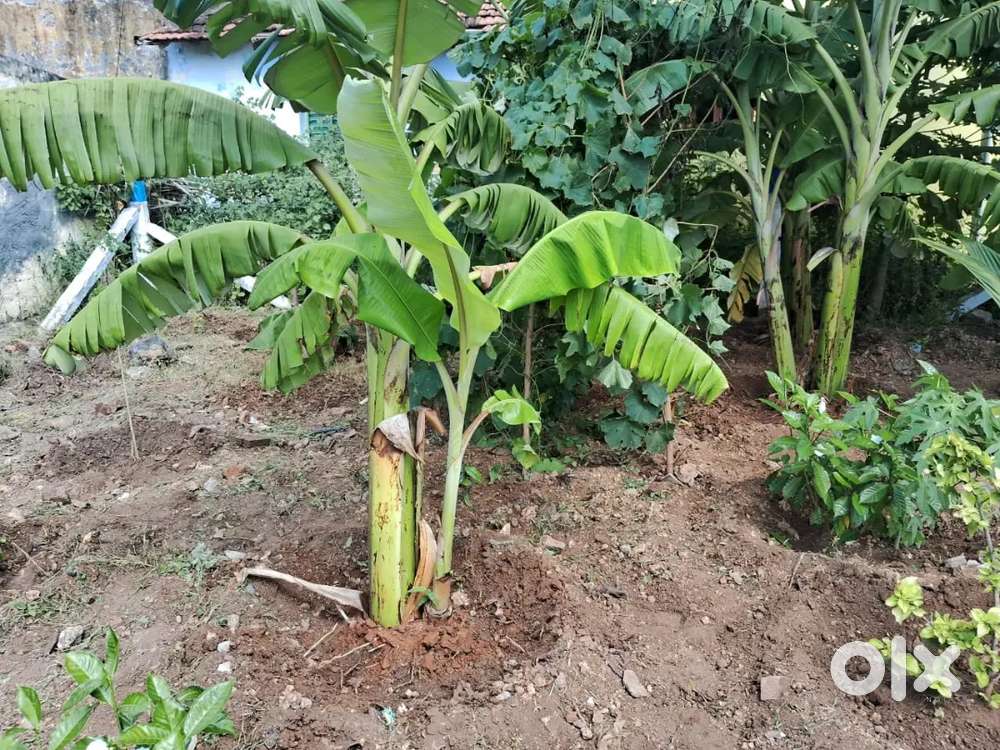 Plot sale near pedampalli village