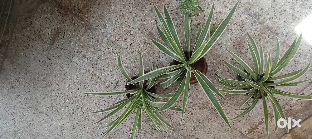 Set of 3 healthy spider plants with pots for sale